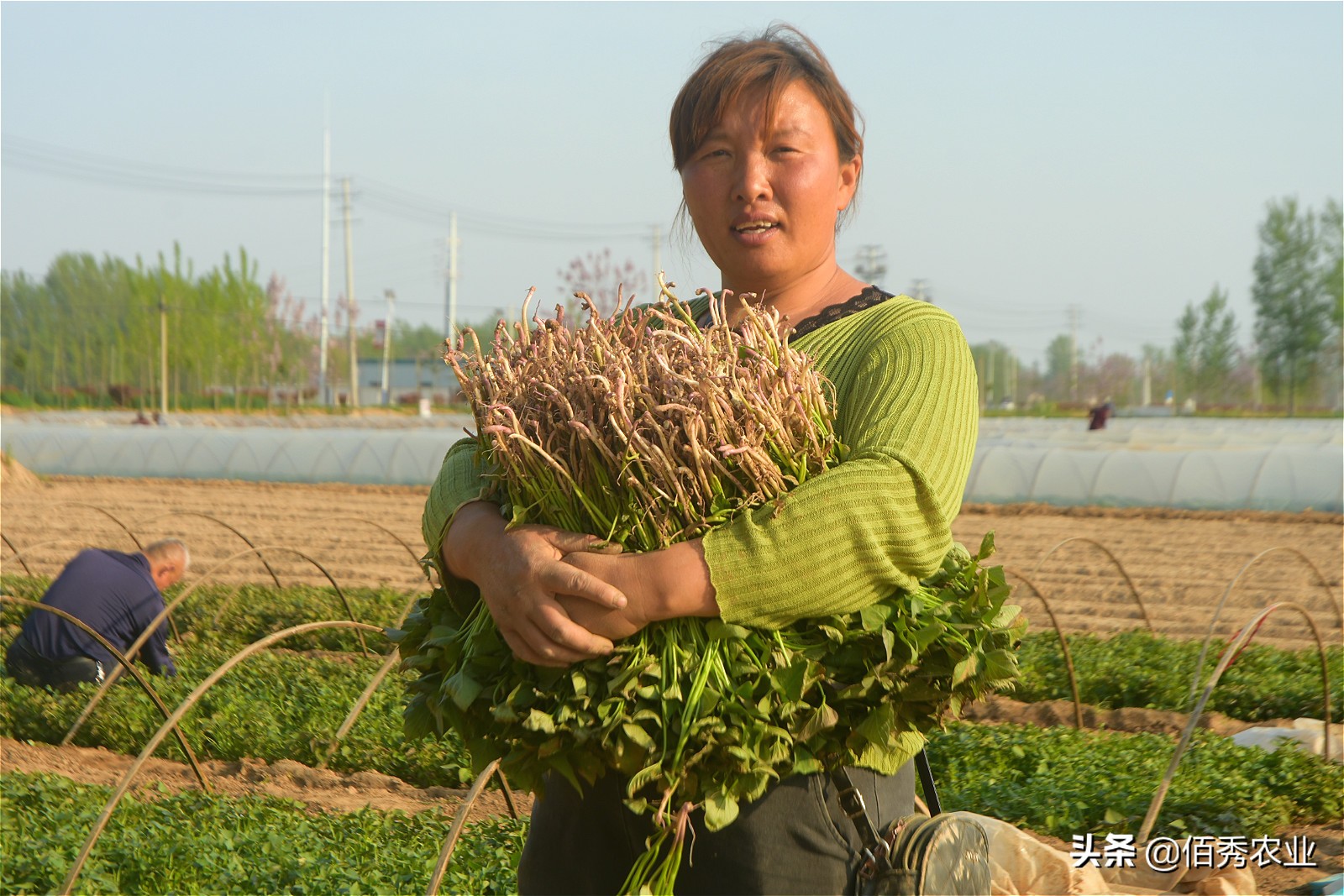种红薯苗卖能挣钱吗,农民种植养殖年挣20万