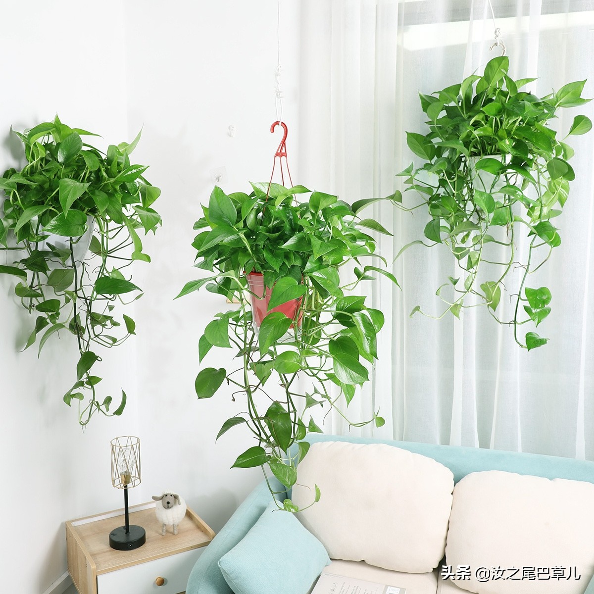 养好绿萝的秘密不知道的赶快看看,绿萝怎么养才会越养越好呢