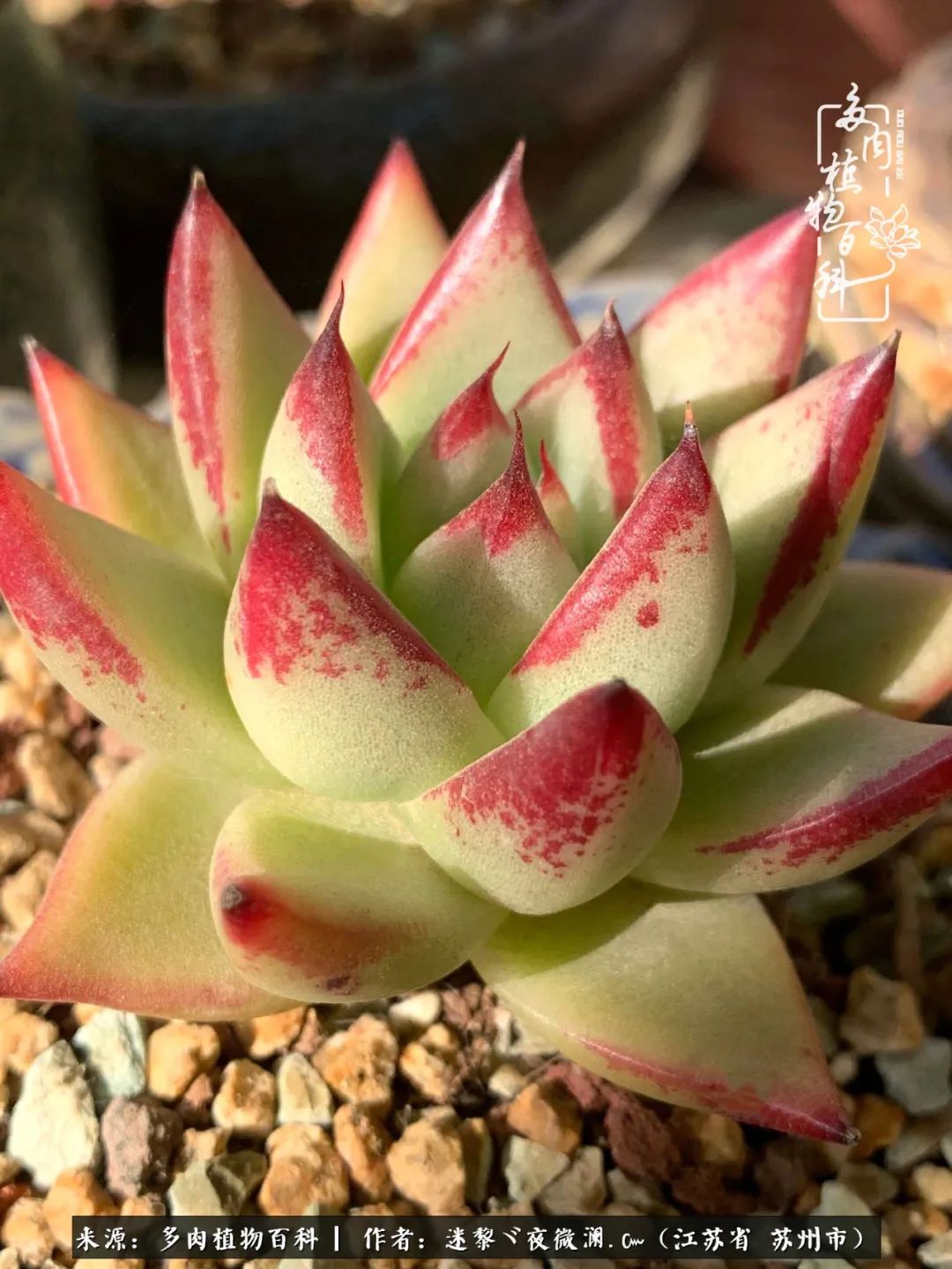 围观多肉版武林大会，一起穿越吧,下