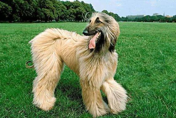 6大狗狗是狗界中的长腿欧巴,狗界中最败家的6大狗狗