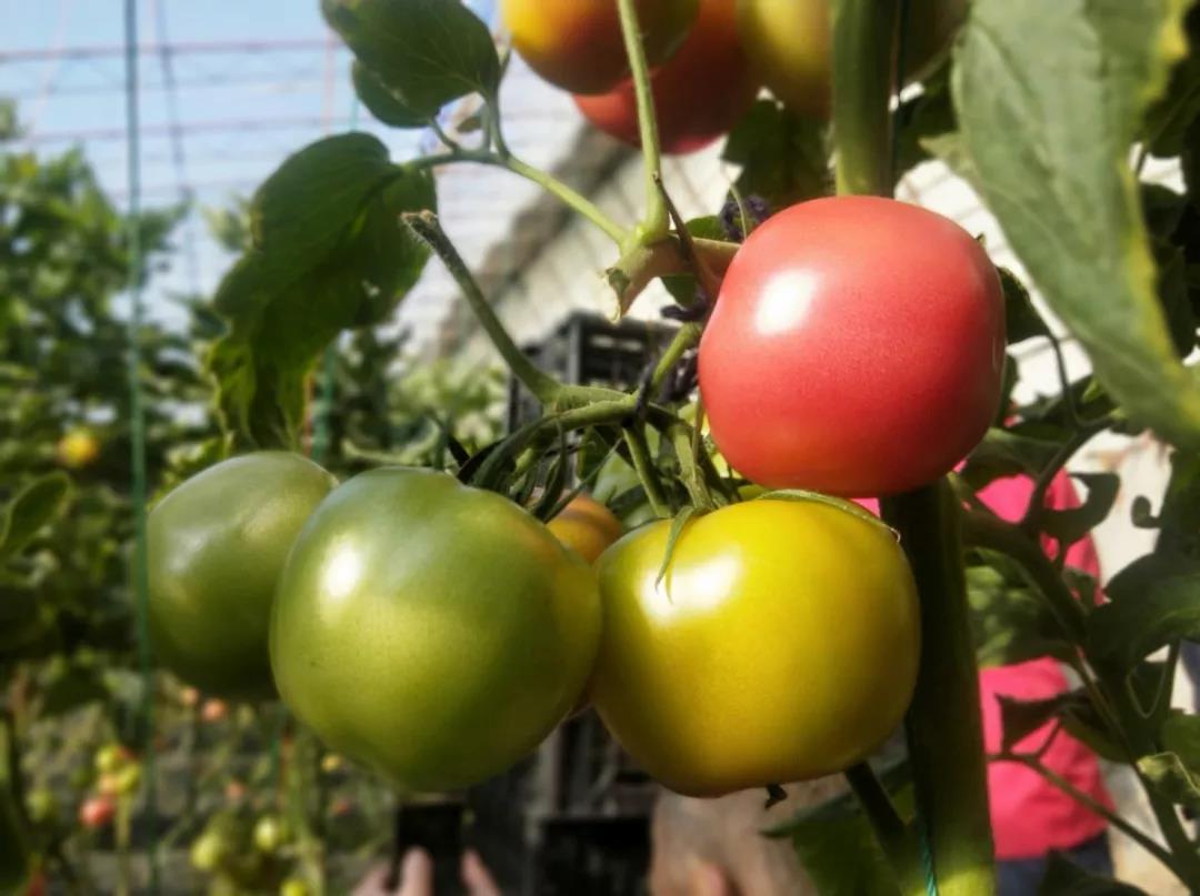 鍗栧埌淇勭綏鏂殑璐ц繕鍙戝悧,瑗跨孩鏌垮嚭鍙ｄ縿缃楁柉