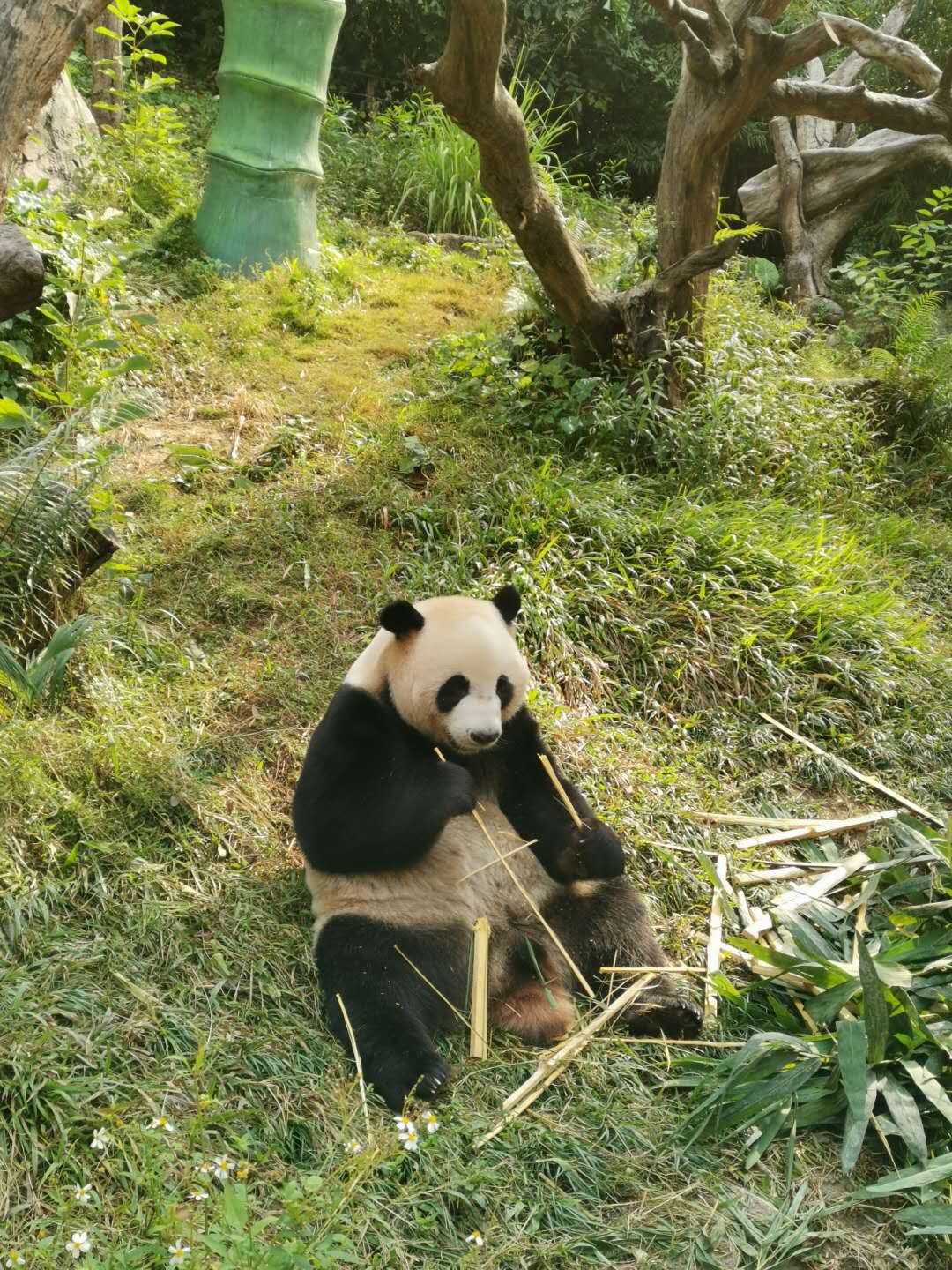 1月广州长隆野生动物园旅游攻略,广州珠海长隆野生动物园四日游
