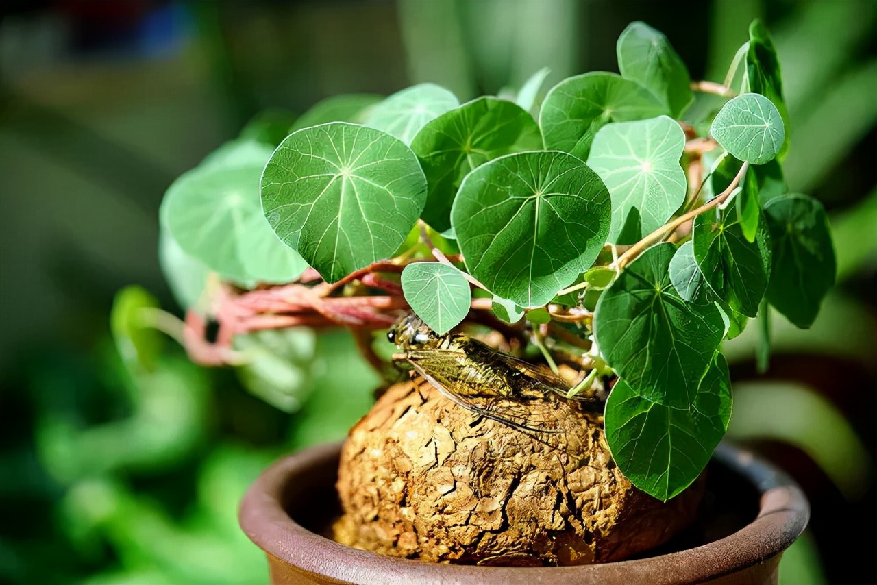 绿萝都养不活还能养什么花,好养活的懒人花绿萝