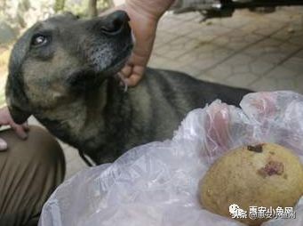 台商区｜宰杀8斤老母鸡，肚内1斤“鸡宝”！能卖多少？