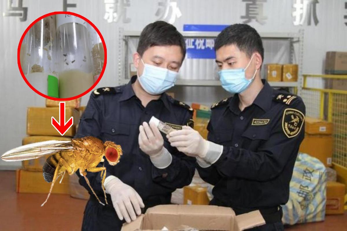又想对华输入“病毒”？海关拦截美国怪异包裹，内藏66管黑腹果蝇