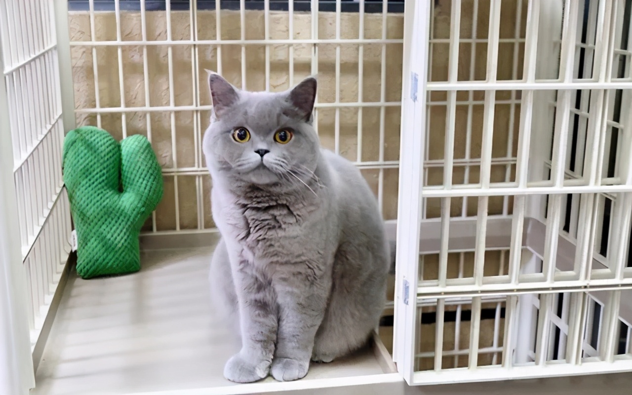 偷偷养宠物房东发现了怎么办,偷偷养阿拉斯加被房东发现了