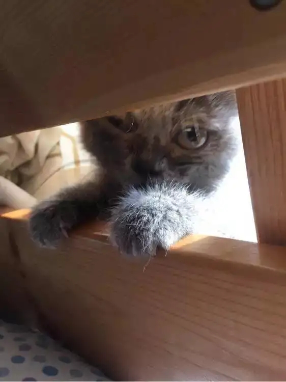 猫鼻支还可以养其它猫吗,猫鼻支还可以养别的猫吗