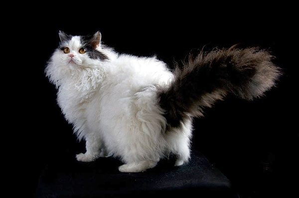 各种猫咪花纹品种,名贵品种猫咪大全