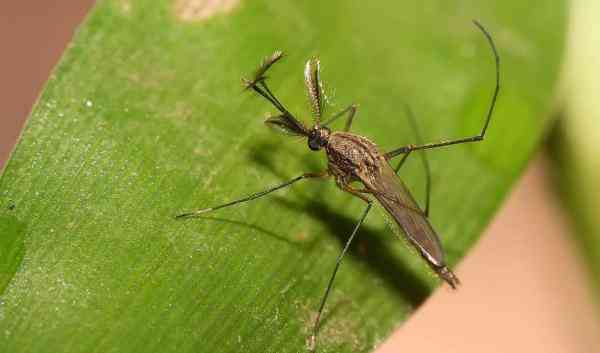 蚊子吸蚊体质怎么消除,易招蚊子体质怎么防蚊