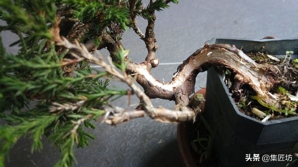 真柏舍利盆景制作图片,真柏舍利盆景造型图片