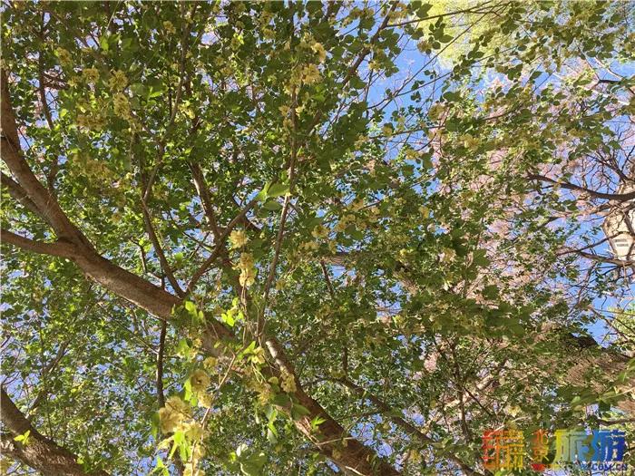 周末有风？别怕，来北京这里看花花草草和无数小可爱！猜到是哪里了吗？