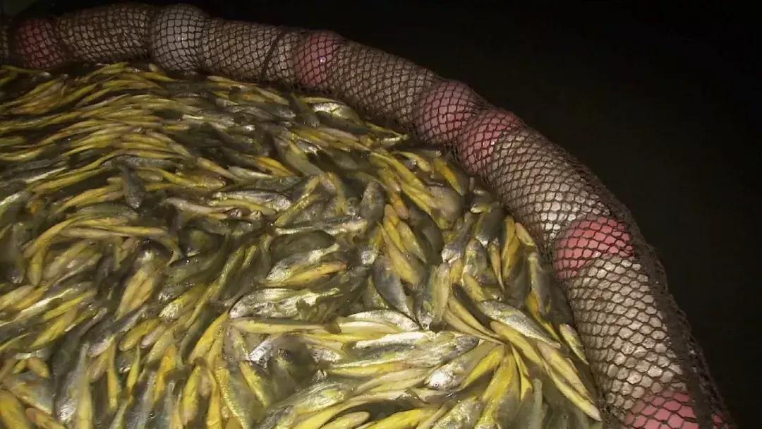 年过花甲，他重回“鬼门关”，抓出上亿黄金财