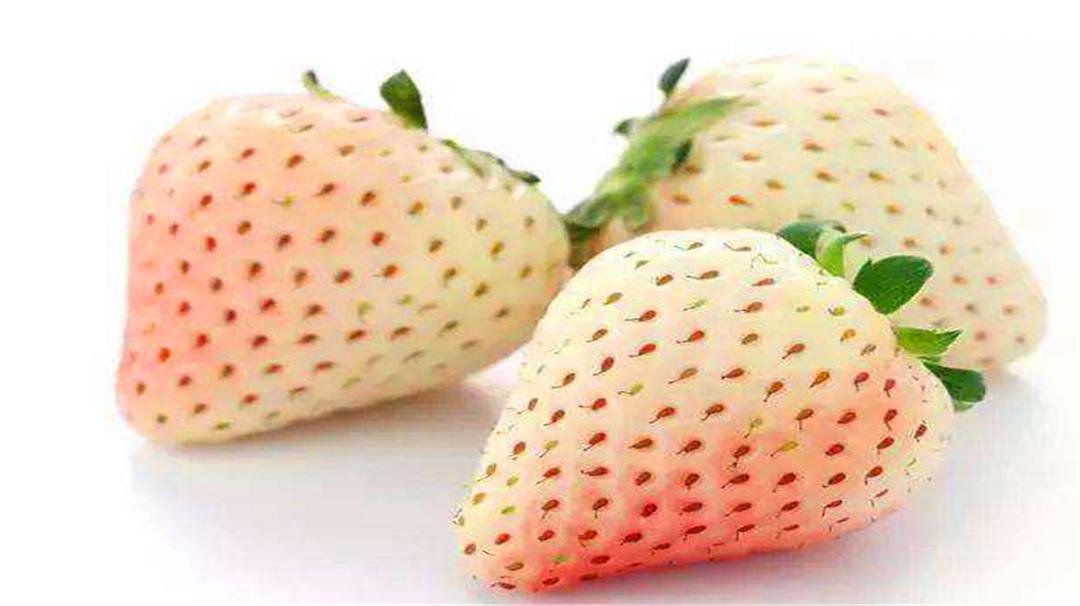 世界上最贵的车厘子排名,世界上最贵的车厘子一颗多少钱