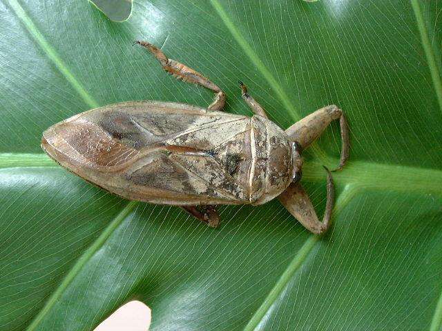 昆虫的情感世界并不逊色于人类，它们也有形形色色的求爱招数