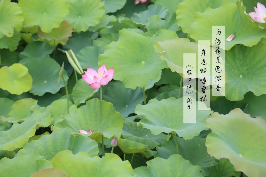 赏荷100首荷花短诗,一起赏荷花的诗词歌赋