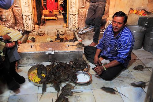 印度24条冷知识,印度冷知识100则