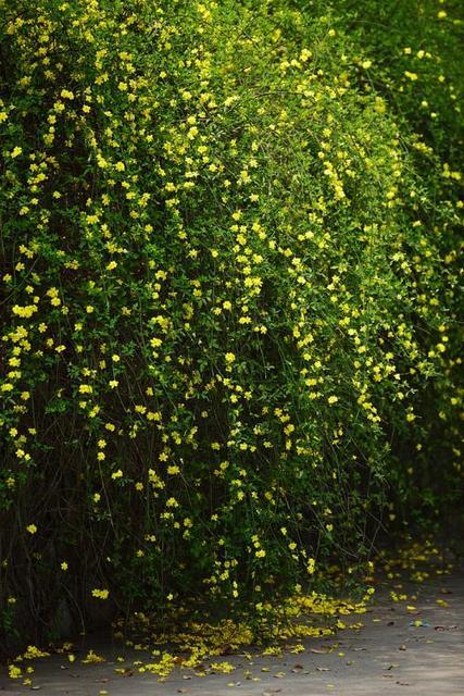 迎春花形态描写作文,迎春花形态特征图片