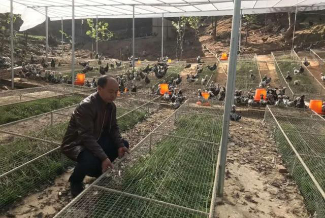 2万只土鸡一年利润多少,土鸡是怎样卖到1-2百块钱的