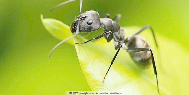 用尿浇蚂蚁窝,尿冲蚂蚁窝