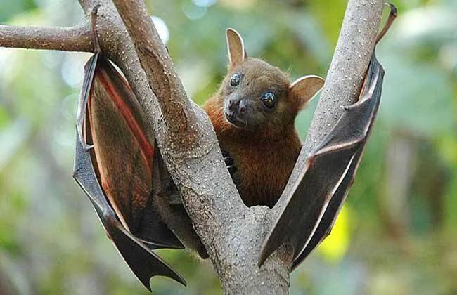 蝙蝠进化上亿年为什么没有人类,蝙蝠进化多少年了