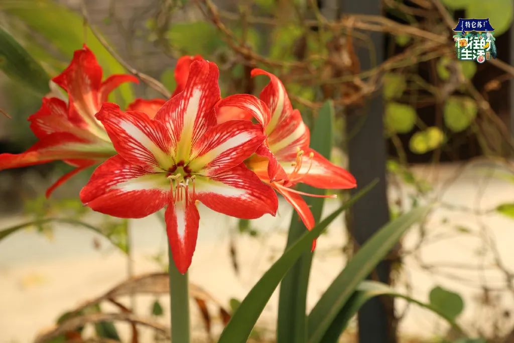 电视剧向往的生活在哪拍的取景地,电视剧向往的生活取景地