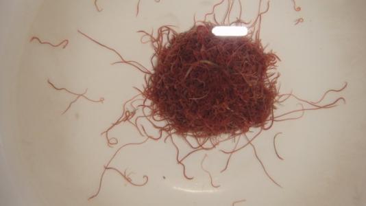 金鱼喂红虫好还是水蚤好,养殖金鱼如何防止寄生虫