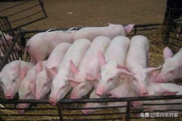 仔猪各个阶段的饲养管理,仔猪各个阶段的生长体重是多少