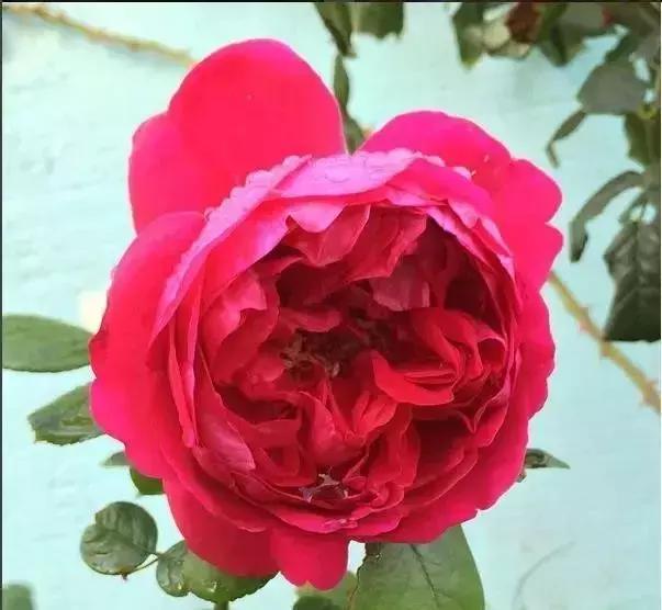 100种玫瑰品种图鉴大全,100种玫瑰品种图解