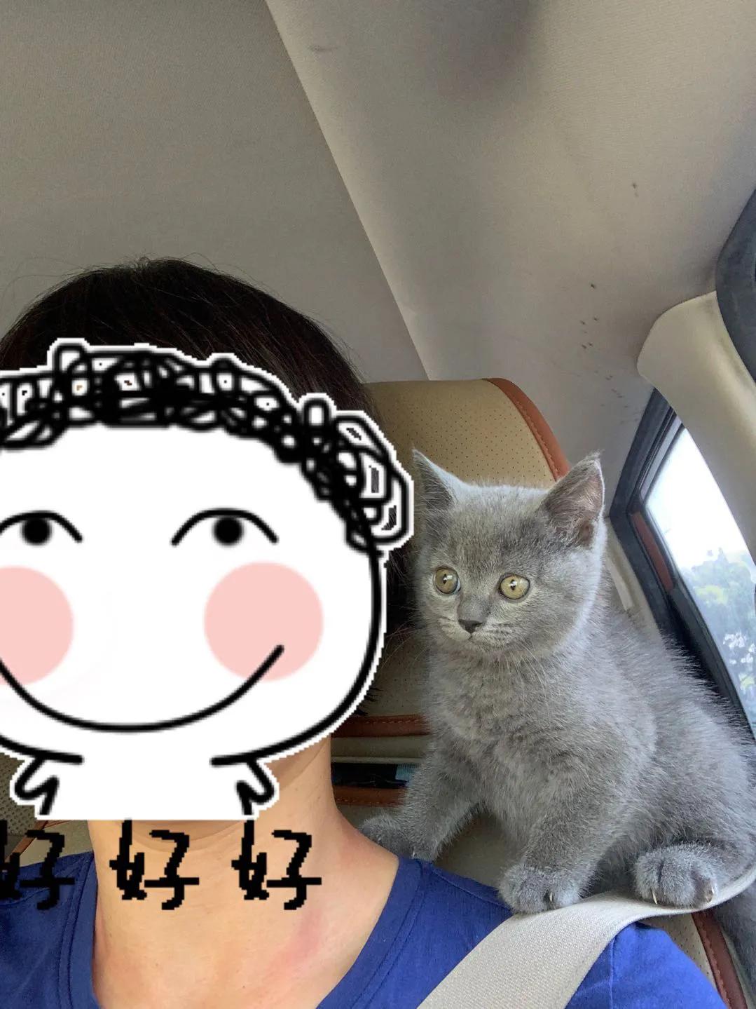 养一只英短蓝猫需要花多少钱,新手养英短蓝猫的十大忠告