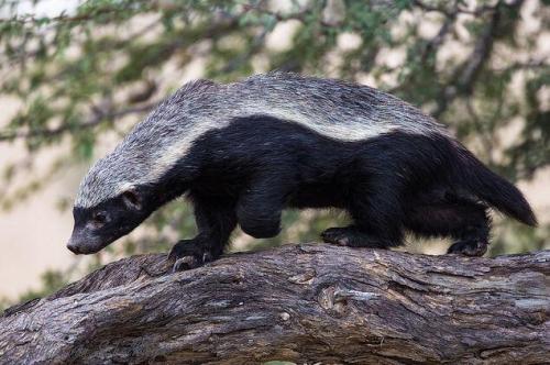 蜜獾平头哥发脾气,蜜獾平头哥对人友好吗