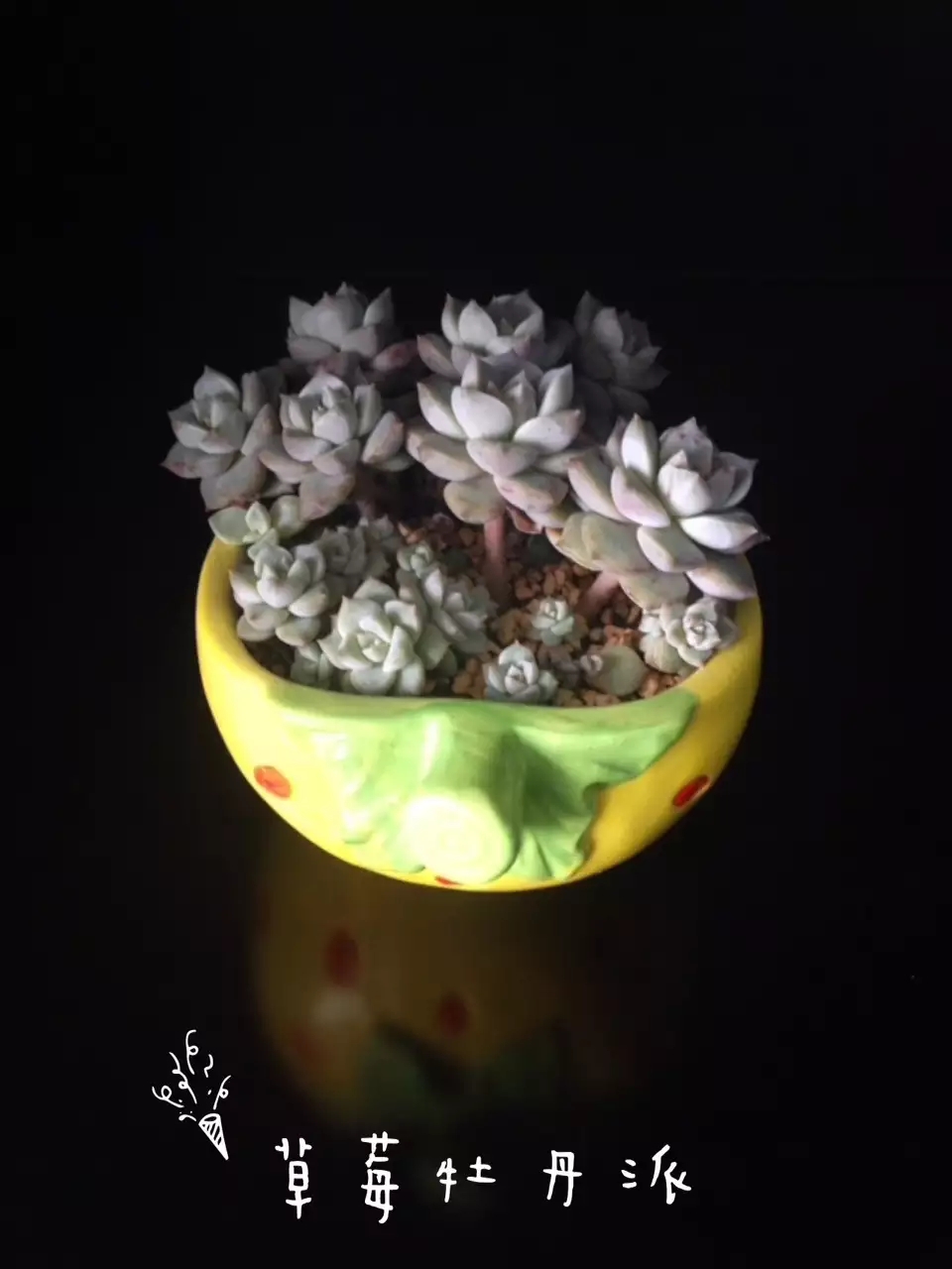 清欢养肉｜优生优育的白牡丹，让你从几片叶子跻身多肉大户