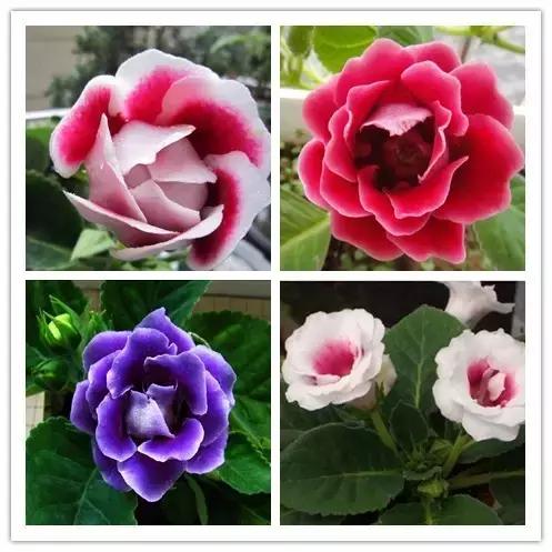 100种常见花卉资料大全,常见100种花卉介绍图片