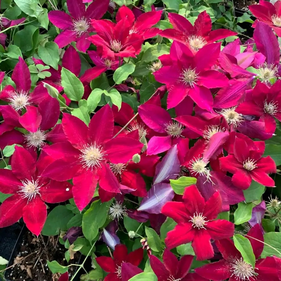 这“38种花”，当你开始收集品种时，你已入坑颇深