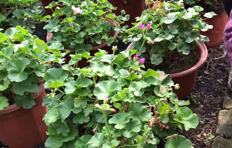 老奶奶种天竺葵,天竺葵大棵老桩