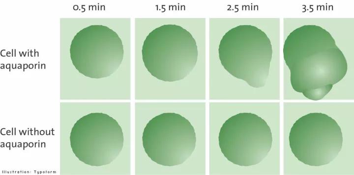 科学家对细胞膜成分的探索历程,细胞膜的相关科学史