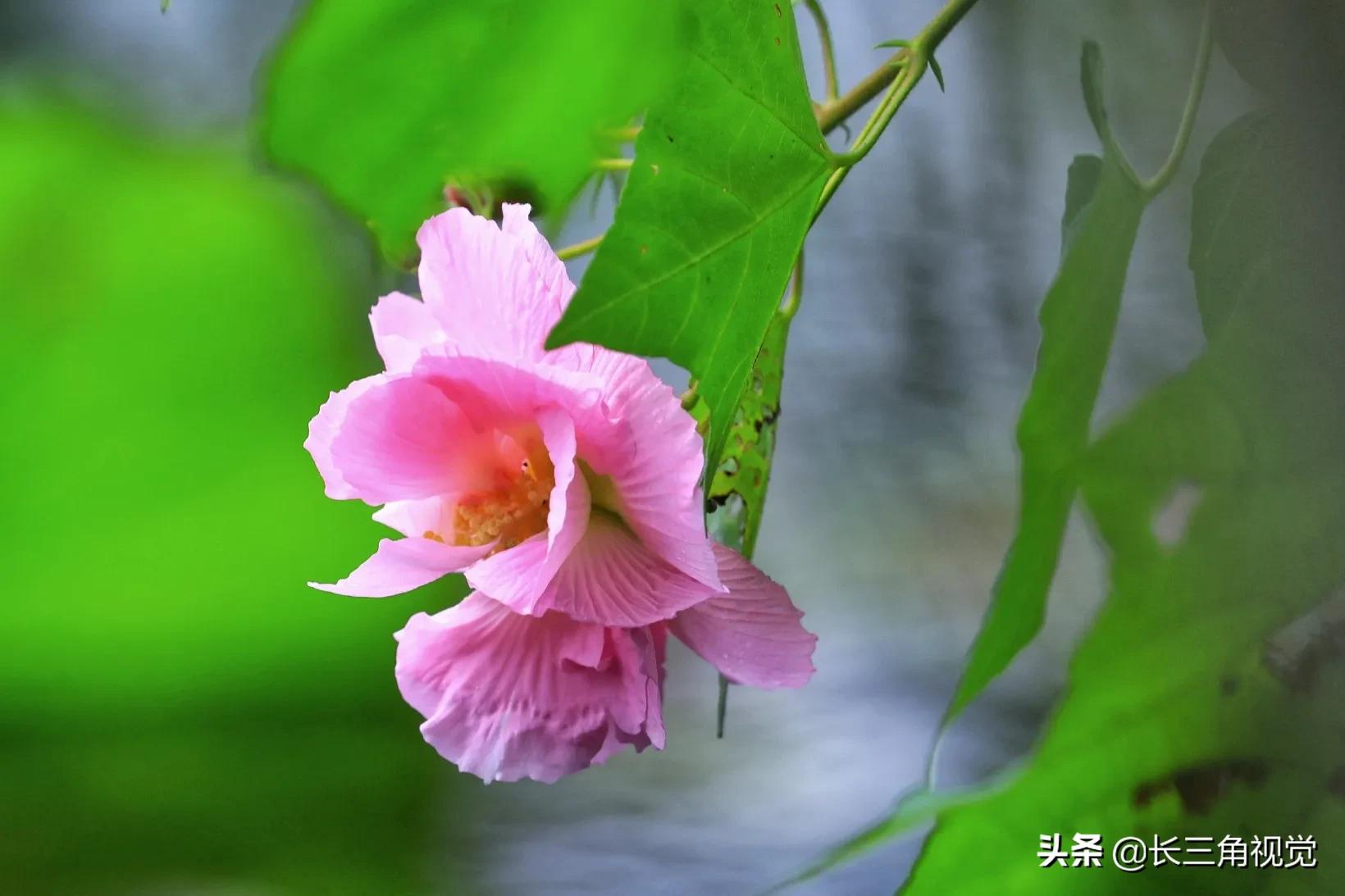 “断崖式”寒潮过后，湖州：晚秋芙蓉始盛开