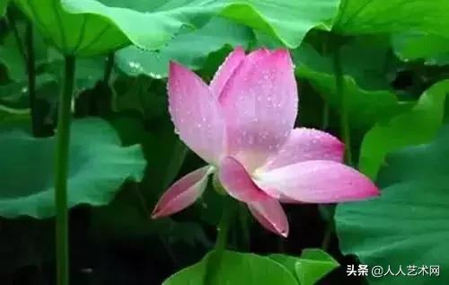 全国56市市花太美了的视频,中国56市市花图片