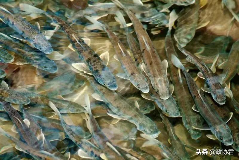 这位老*党**员镜头下的青海，美出天际