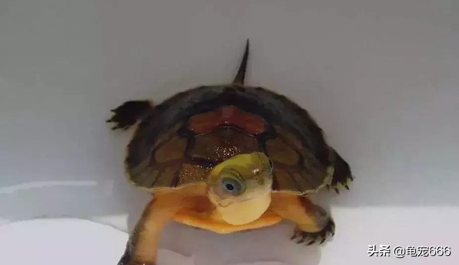 龟的眼睛科普知识,龟的冷知识有哪些