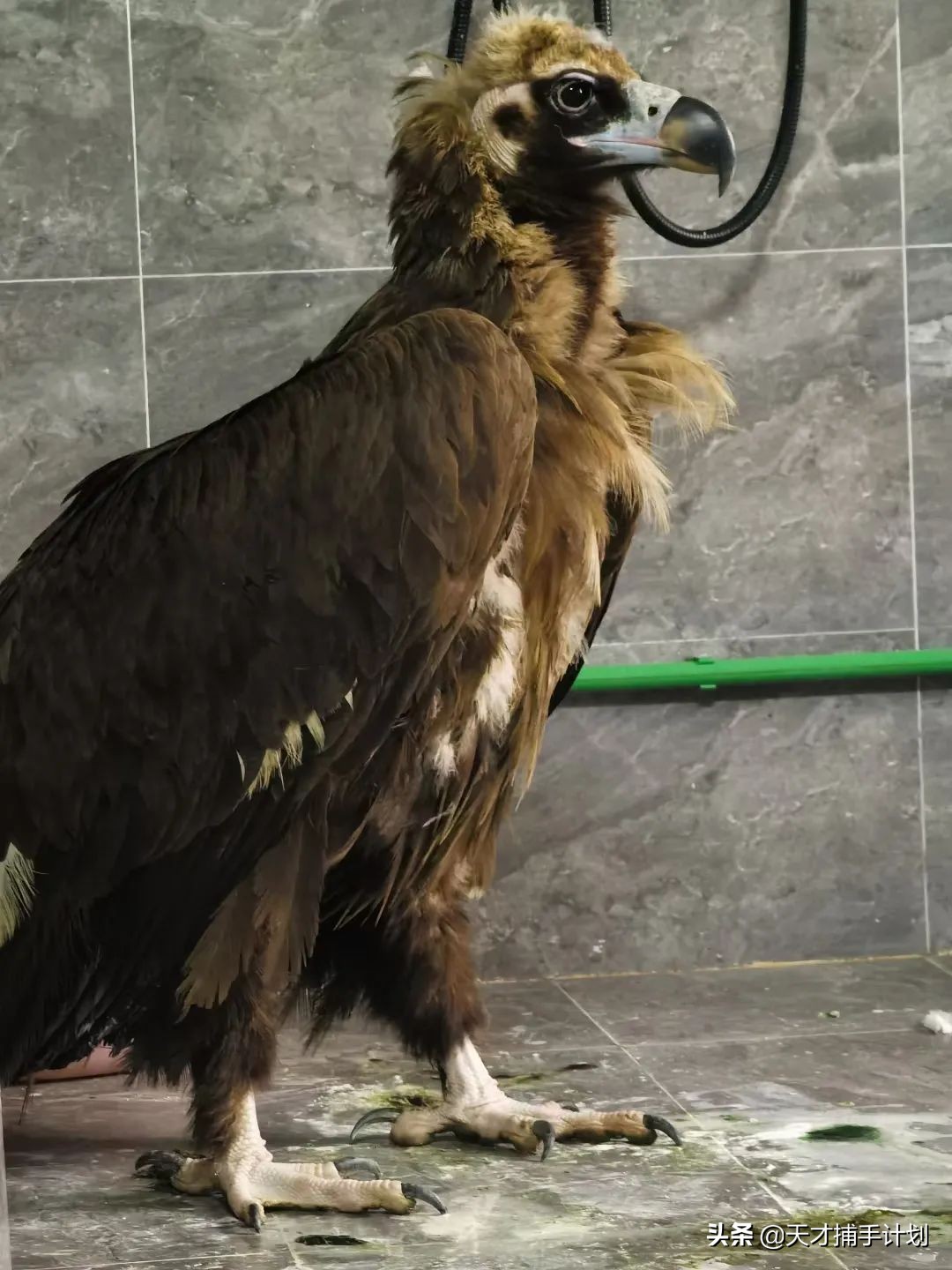 这个工作很带劲儿：94年女孩，三年救了60只猛兽的命