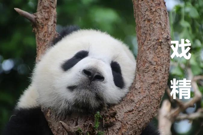 大熊猫野外返归熊猫有多少只,国宝大熊猫疫情影响
