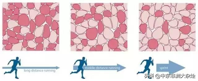 运动员的身体素质表现视频,冰球运动员身体素质有多强