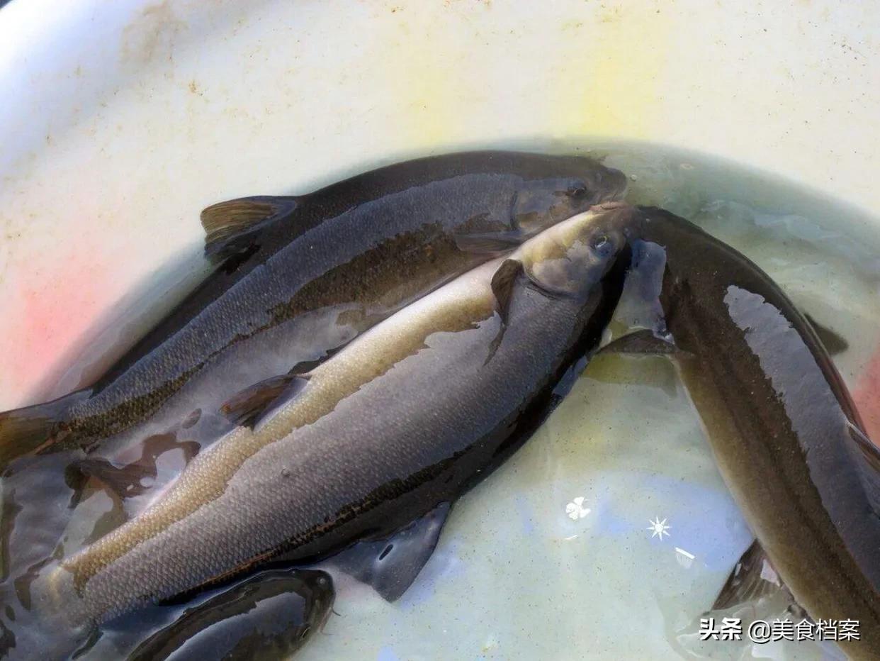 公认最好吃的十种鱼,公认最好吃的20种鱼