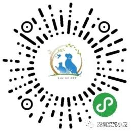 什么样的犬种能训练成导盲犬,导盲犬比较受欢迎的犬种