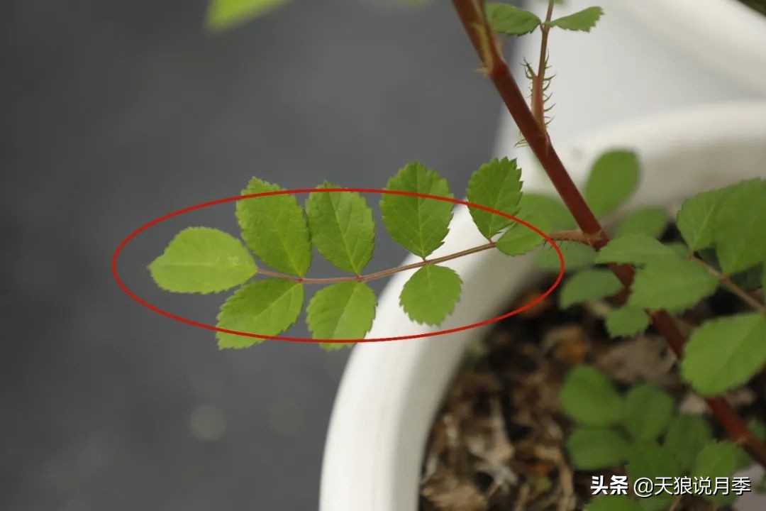 天狼说月季花苞着色后怎么用肥,天狼说月季冬季扦插月季的视频
