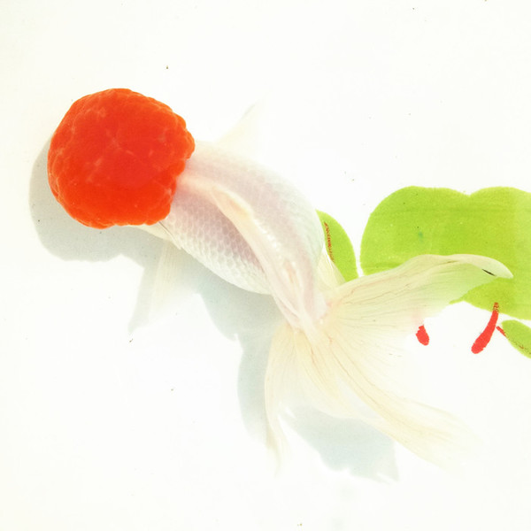 怎么养金鱼可以让金鱼活得更久,养金鱼必须要知道的这几个小技巧