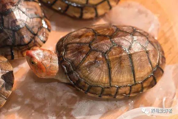蛋龟是海龟吗,蛋龟是巴西龟吗