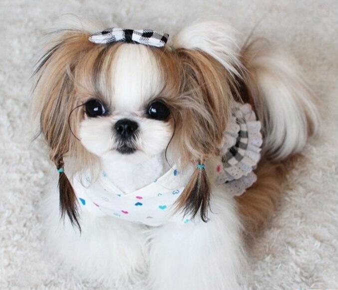 狗狗品种大全及介绍了解一下,狗狗品种怎么挑选最好看