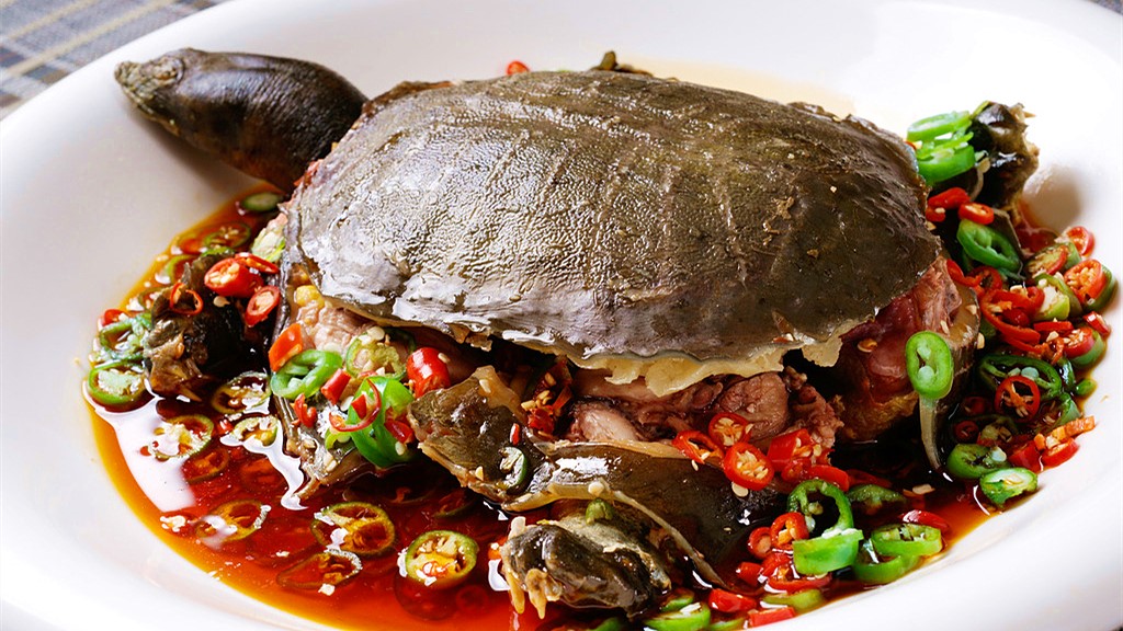 甲鱼怎么宰杀怎么炖,宰杀甲鱼的正确方法怎么煮