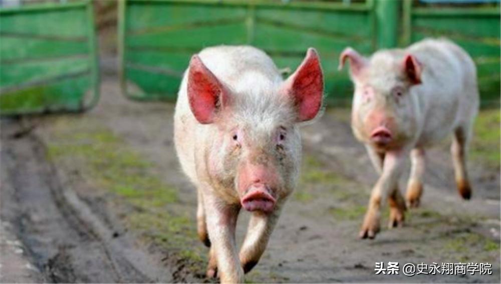 丁磊养猪刘强东种大米任正非养牛,丁磊养猪一年出栏多少头